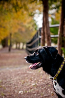 Brady Quinn-2