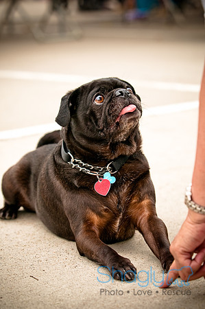 Bow Wow Bash-16