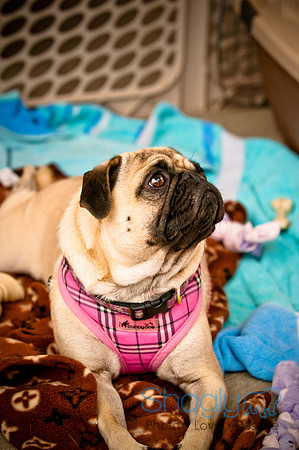 Bow Wow Bash-8