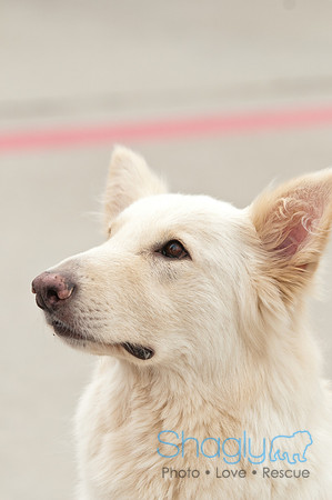 Bow Wow Bash-2955