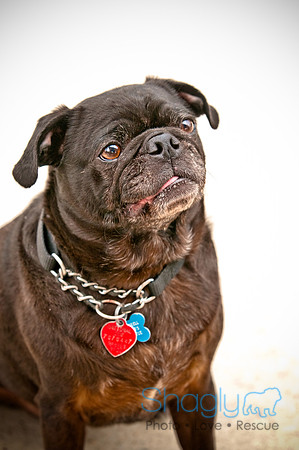 Bow Wow Bash-19
