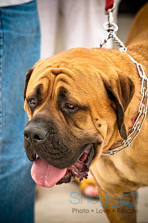 Bow Wow Bash-41