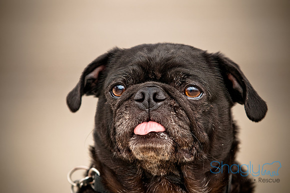 Bow Wow Bash-11