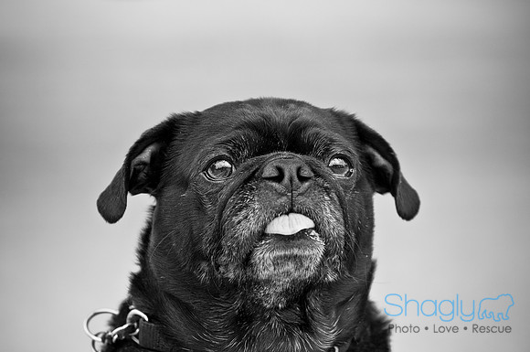 Bow Wow Bash-10