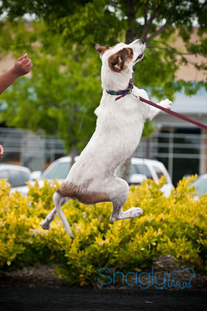 Bow Wow Bash-2699