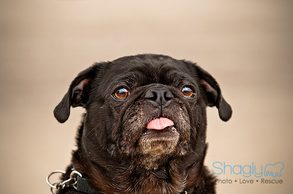 Bow Wow Bash-9