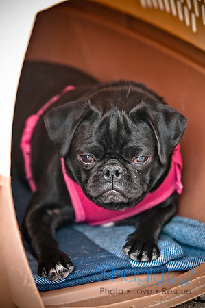 Bow Wow Bash-5