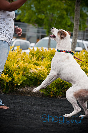 Bow Wow Bash-2697