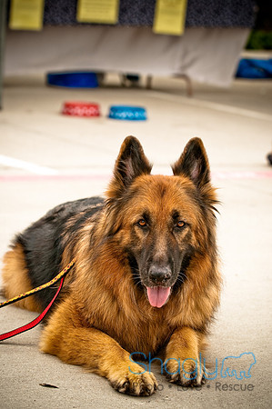 Bow Wow Bash-39