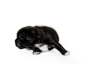 Shagly Photography DFW Pug Rescue puppies-10