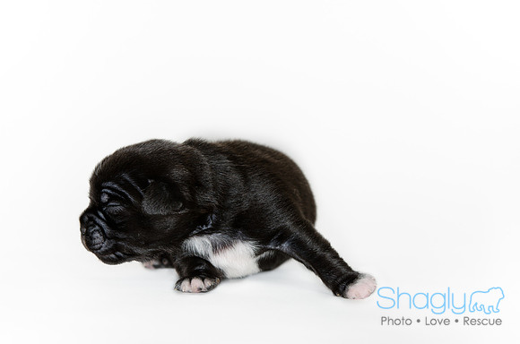 Shagly Photography DFW Pug Rescue puppies-10