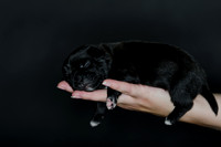 Shagly Photography DFW Pug Rescue puppies-7