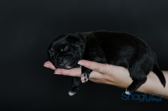 Shagly Photography DFW Pug Rescue puppies-7