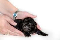 Shagly Photography DFW Pug Rescue puppies-8