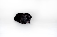 Shagly Photography DFW Pug Rescue puppies-1