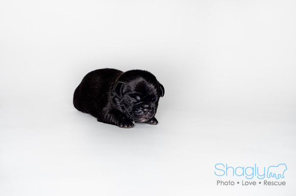 Shagly Photography DFW Pug Rescue puppies-1