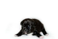 Shagly Photography DFW Pug Rescue puppies-9