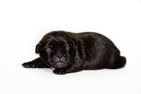 Shagly Photography DFW Pug Rescue puppies-2