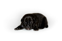 Shagly Photography DFW Pug Rescue puppies-4