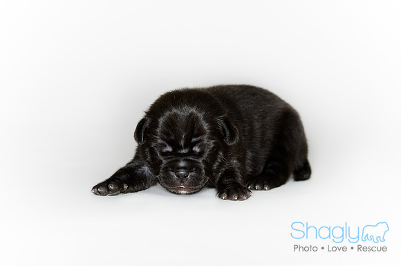 Shagly Photography DFW Pug Rescue puppies-4
