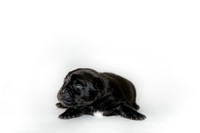 Shagly Photography DFW Pug Rescue puppies-12