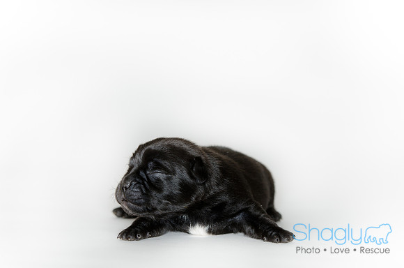 Shagly Photography DFW Pug Rescue puppies-12