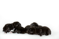Shagly Photography DFW Pug Rescue puppies-2