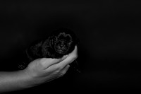 Shagly Photography DFW Pug Rescue puppies-4
