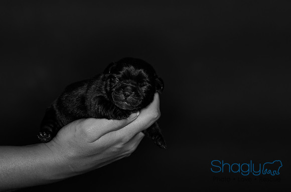 Shagly Photography DFW Pug Rescue puppies-4