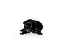 Shagly Photography DFW Pug Rescue puppies-11