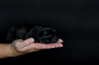 Shagly Photography DFW Pug Rescue puppies-5