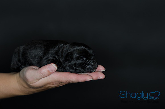 Shagly Photography DFW Pug Rescue puppies-5