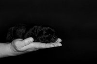 Shagly Photography DFW Pug Rescue puppies-6