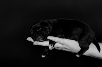 Shagly Photography DFW Pug Rescue puppies-8