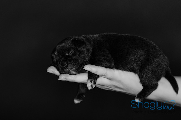 Shagly Photography DFW Pug Rescue puppies-8