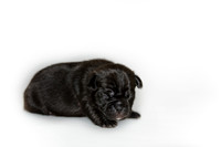 Shagly Photography DFW Pug Rescue puppies-5