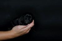 Shagly Photography DFW Pug Rescue puppies-3