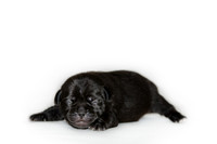 Shagly Photography DFW Pug Rescue puppies-7