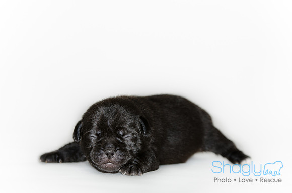 Shagly Photography DFW Pug Rescue puppies-7