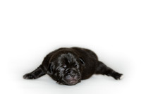 Shagly Photography DFW Pug Rescue puppies-6