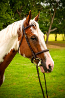 White Horse Farms-9
