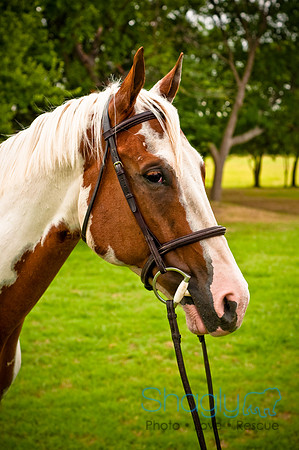 White Horse Farms-9