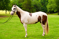 White Horse Farms-2