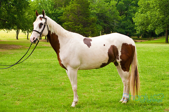White Horse Farms-2