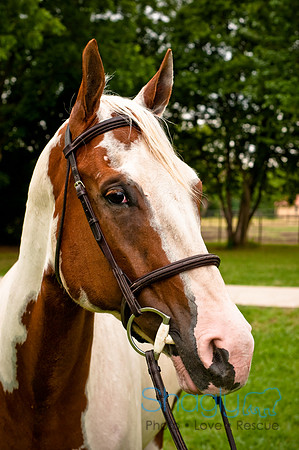 White Horse Farms-6