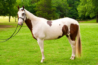 White Horse Farms-1