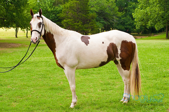 White Horse Farms-1