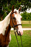 White Horse Farms-5