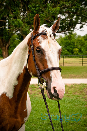 White Horse Farms-5