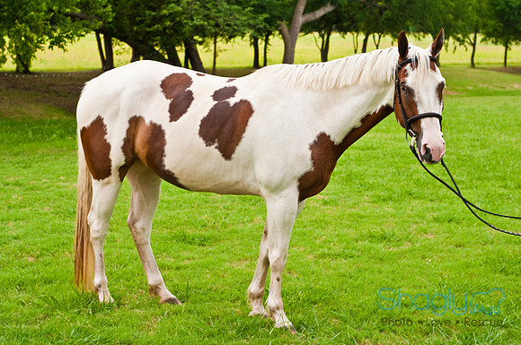 White Horse Farms-8